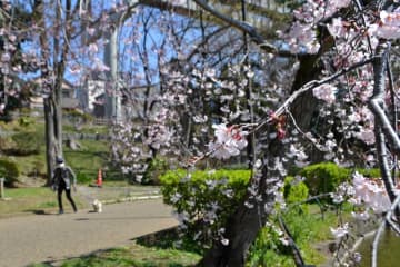 春本番到来！千葉公園で桜が開花　飲食を伴うお花見も“解禁”　見頃は今週末
