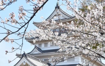 ついに桜の季節！千葉県内「おすすめ花見スポット」は？ 1位は同数で「城跡の名所」がランクイン！