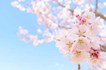 なんで!？ お花見の日取りを巡って友人と絶縁した女性