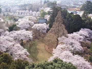 4/9（日）まで、清水公園「さくらまつり」