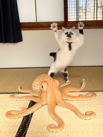 ネットで話題！スター猫大集合