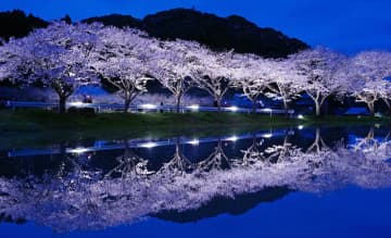 満開の夜桜映す水鏡　田んぼに「春の風物詩」　4月2日までライトアップ　千葉・いすみ市札森地区
