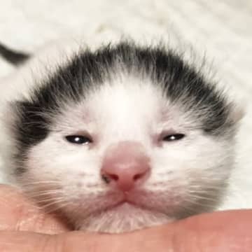 「ちょっとブサ…だがそれがいい！」誰かに似てる？ 個性的な顔立ちの子猫、驚きの成長ビフォーアフター