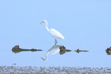 野鳥観察でワクワク！望遠鏡もバッチリ見える＠習志野市谷津干潟公園