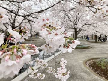 お花見に行ける人気スポット！習志野市「さくら広場（幕張）」2023