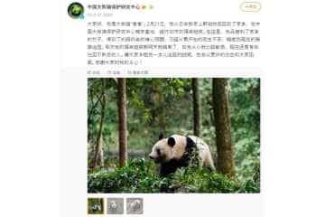 シャンシャン 中国四川省から元気でかわいい最新カット到着！