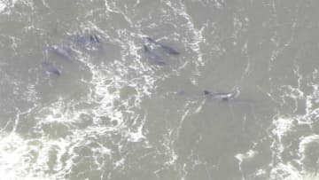 【速報】イルカ約30頭が千葉の海岸に打ち上がる　生きているかは不明…役場が確認作業進める
