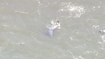 【速報】イルカ 約30頭が打ち上がる　千葉・釣ヶ崎海岸