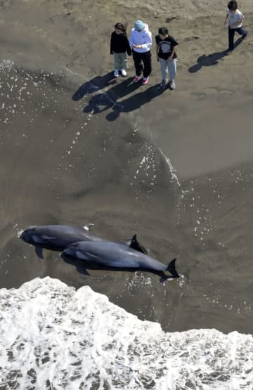 イルカ30頭超海岸に、千葉　砂浜約500メートルに打ち上げ