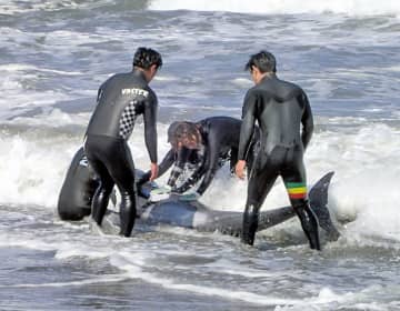 千葉・一宮やいすみの海岸にイルカ30頭　「打ち上げられている」通報　サーファーら救出も4頭死ぬ　カズハゴンドウか