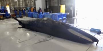 北海道沖でミンククジラ漁始まる　1カ月早く商業捕鯨、2頭捕獲
