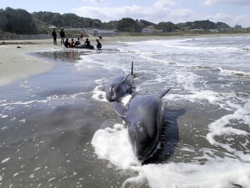 ＜イルカ30頭打ち上げ＞水温や風向き原因か　専門家指摘　過去にも事例も　千葉の一宮・いすみ