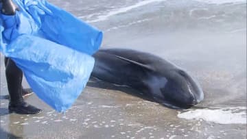 「低体温症か」助けたイルカ10頭以上再び海岸漂着 死骸解剖して調査へ 千葉
