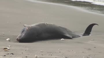 イルカ新たに9頭打ち上がる　千葉の海岸で…穴を掘り死骸埋める作業続く