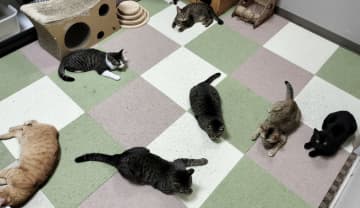 御蔵島から新しい猫たちが来ました～第71回