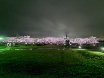 手賀沼遊歩道の幻想的な桜ライトアップ　9日まで！