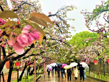 140周年「桜の通り抜け」春の雨、桜のアーチに傘の花　大阪・造幣局