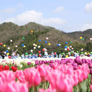 「シルクロードのまち」兵庫・但東町 西日本最大級『たんとうチューリップまつり』開催 4月10日から
