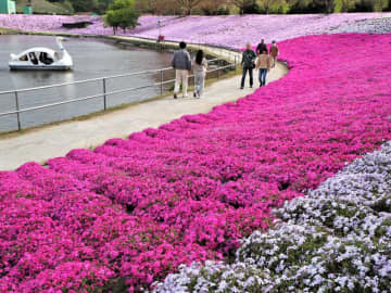 ピンク、白、紫…7万株のシバザクラ見頃　東京ドイツ村