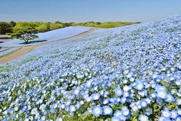 ネモフィラ畑から足湯まで、全国のおすすめ癒しスポット 8選