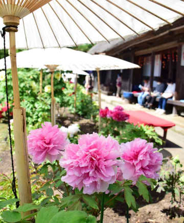 200種の大輪華やかに　ボタンが見頃　40周年の茂原牡丹園