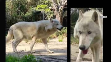 ウルフドッグ「エルザ」が逃げ出した 体重50キロ大型犬　大捕獲作戦も失敗…飼い主「完全に自分のミス」千葉･南房総市