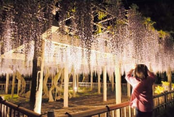 甘い香り、優美な姿…　銚子でフジの花見頃　夜間ライトアップも　樹齢750年超、京都御所から移殖