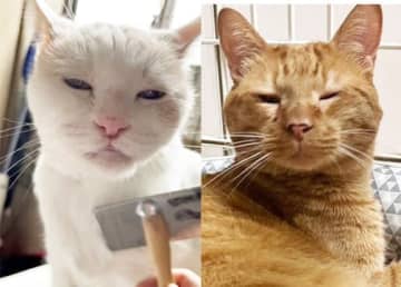 「あんまりかわいくないのが逆にかわいい！」“人面猫”に“プロ向け”…個性的な顔の保護猫たちは譲渡に時間がかかる？