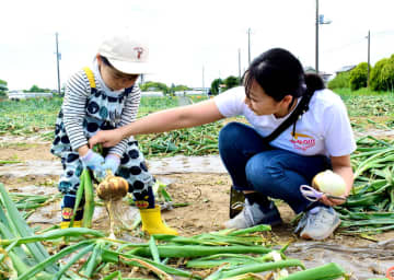 特産たまねぎ狩り、白子で始まる　親子連れで次々収穫　14日には「白子たまねぎ祭り」　千葉