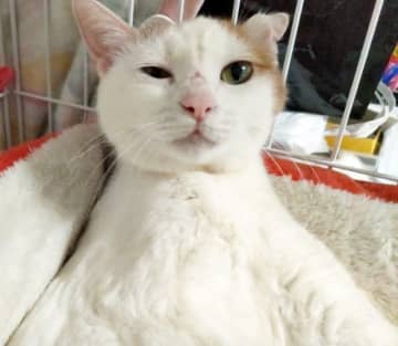 母娘の修羅場で3日間スマキにされた猫、「処分されるくらいなら私の手で…」命の危機越え無事に保護