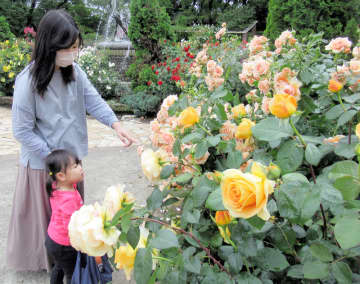 鮮やかバラ700本、はや満開　市川・里見公園で　13日に「ローズフェア」