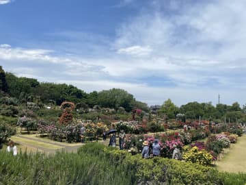 【千葉・八千代】圧巻の美しさ！関東最大級『京成バラ園』
