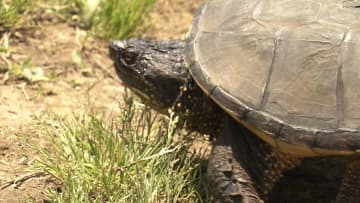 「カミツキガメ」ワナで捕獲　大けがのおそれ 特定外来生物“日本一”生息する沼で...