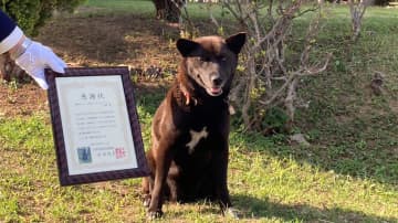 普段は吠えない看板犬が“吠えて”お手柄！倒れた乗馬クラブ男性客の異変を伝え感謝状…救命の状況を聞いた