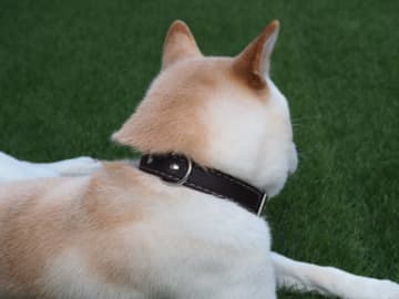 「犬嫌いだから、もし同じマンションに犬飼ってる人いたら訴える」愛犬家の女性が絶句した友人の一言