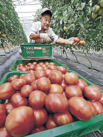 魚津産の「しんきろうトマト」を収穫する生産者　＝魚津市仏田