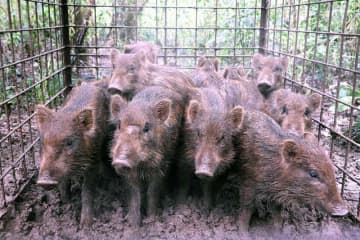 千葉市内にイノシシ大量発生　箱わなで一度に15匹捕獲　住宅地でも目撃情報　捕獲の男性「もし捕まえられなかったら、来年は大変なことに」