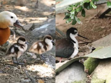 胸キュンな可愛さ！親子の愛 カモとシギのヒナ、すくすく成長  神戸どうぶつ王国