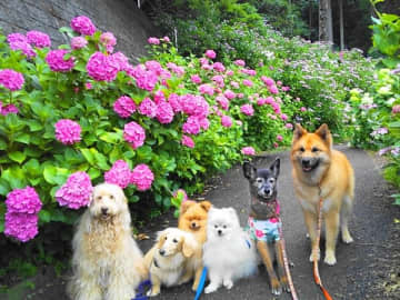 【千葉】雨の合間をぬって…今行きたい！おでかけスポット＆グルメ人気記事