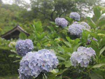 【千葉】梅雨だけど…おでかけしませんか？千葉県内で今訪れたいおでかけスポット8選人気グルメ8選