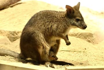 ママのポケットからひょっこり！　ニフレル初のベビーラッシュ　パルマワラビー、ビーバーの双子も
