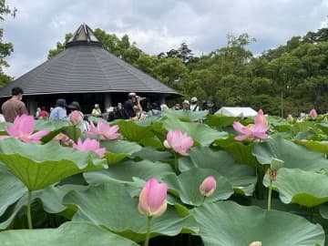 古代にタイムスリップ気分！五感で楽しんで！千葉公園の大賀ハス＠千葉市