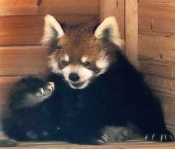 レッサーパンダ風太、20歳に　長寿願い誕生会、千葉