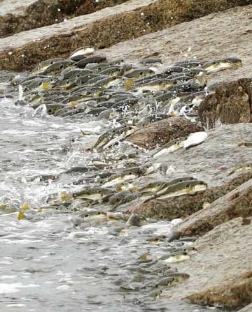 しぶき上げ生命の営み　クサフグの大群押し寄せ産卵　千葉・勝浦の興津海岸