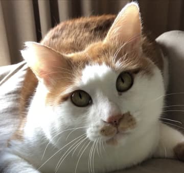飼い猫の約半数が体に痛みを抱えている可能性あり？　猫の痛み検知AIのデータを分析