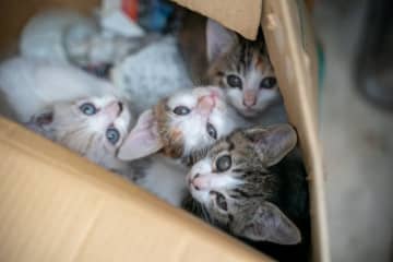 保護猫活動をしていたら自宅前に子猫4匹を置き去りにされて激怒する女性