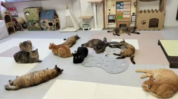 猫たちの体調不良～第76回～