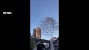 黒い影が空を埋め尽くす...駅前にムクドリが大量発生
