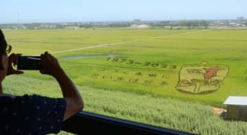 「チーバくん」くっきり　田んぼアート見頃に　県誕生150周年記念　山武で鑑賞祭 