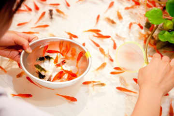 【空想自由研究】もし夏祭りに虫たちが参加したら？活躍しそうなイベントを考えてみた